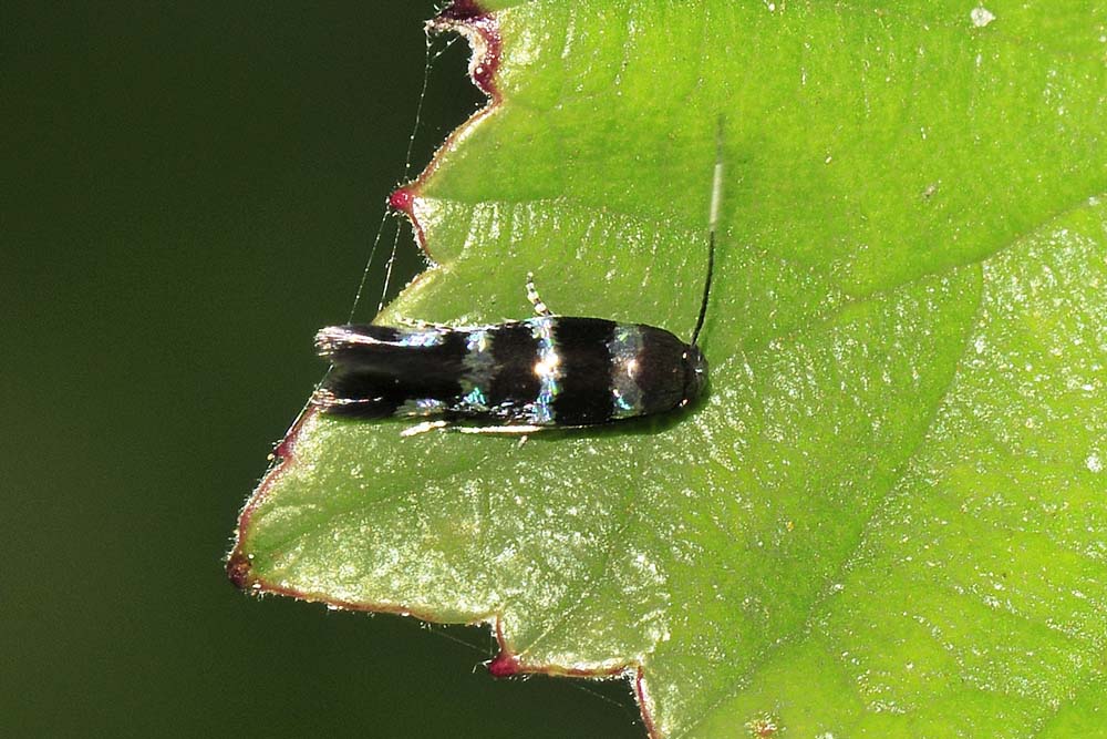 Da determinare - Stephensia brunnichella - Elachistidae